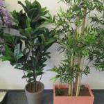 showroom umělých rostlin