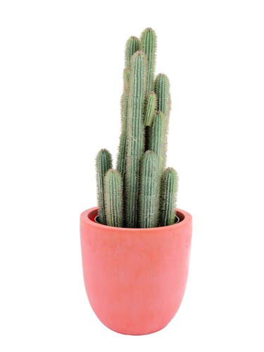 umělý kaktus jako živý