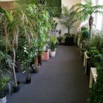 showroom umelé rostliny a zelené stěny