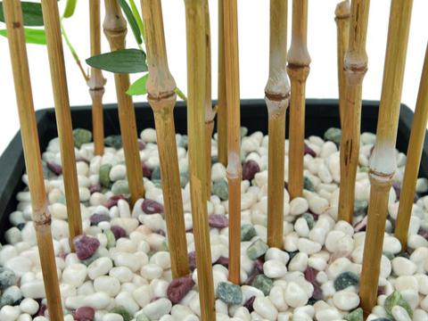strom umělý bambus jako živý