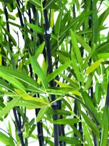 strom umělý bambus jako živý