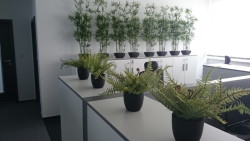 reference - umělé rostliny - kancelářské prostory
